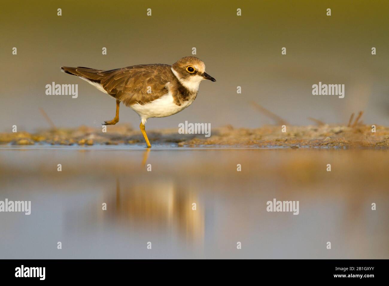 African little ringed plover (Charadrius dubius curonicus, Charadrius ...