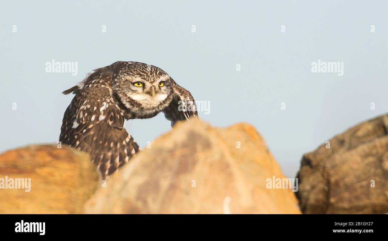 West European Little Owl (Athene noctua vidalii, Athene vidalii), in flight, Spain Stock Photo