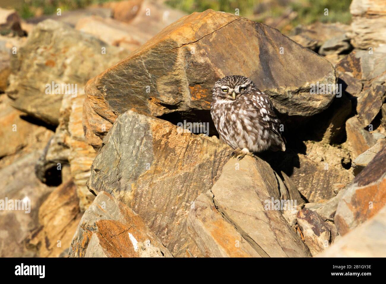 West European Little Owl (Athene noctua vidalii, Athene vidalii), female on a rock, Spain Stock Photo