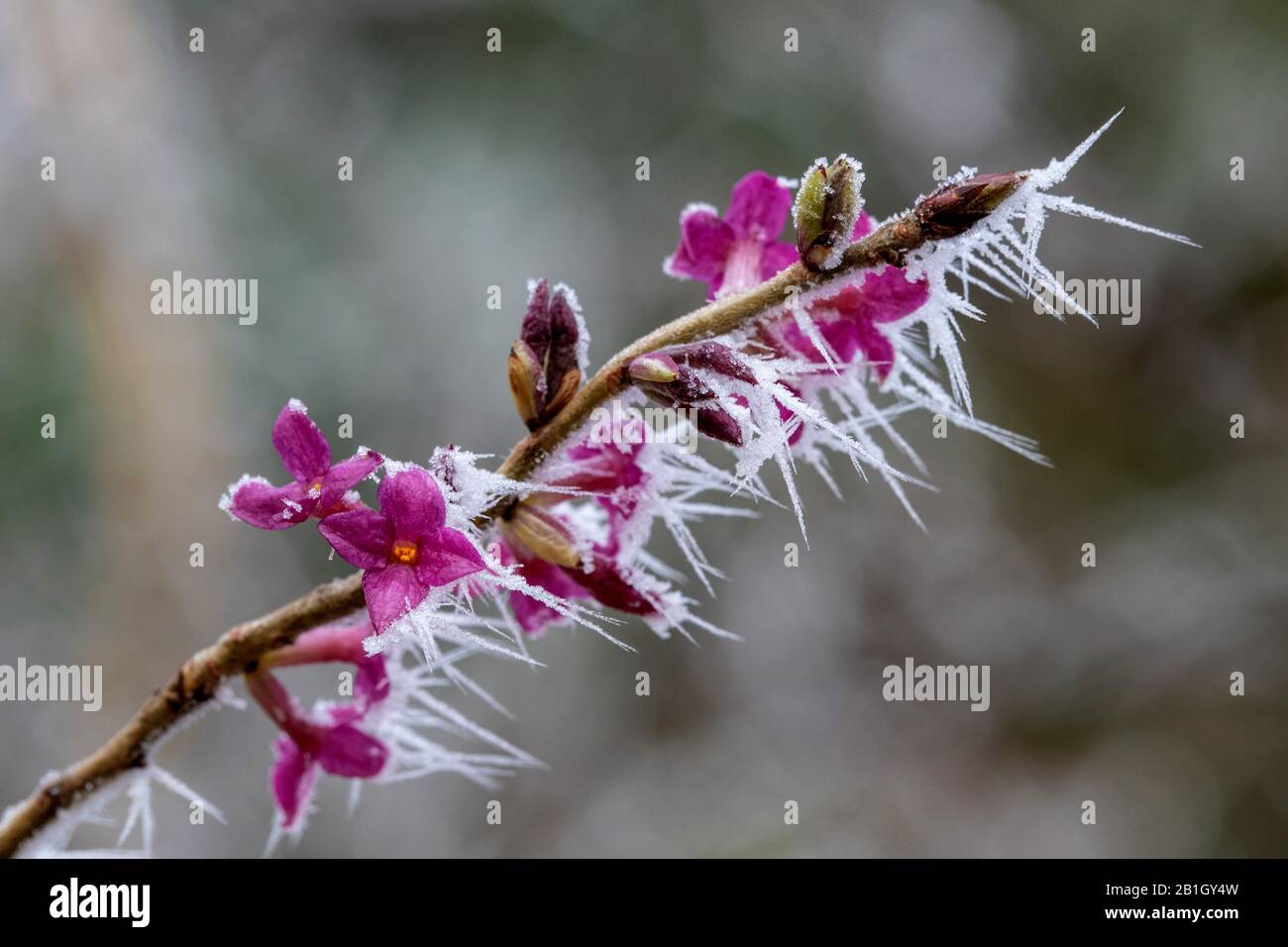 mezereon, February daphne (Daphne mezereum), blppming with hoar frost, Germany, Bavaria, Isental Stock Photo