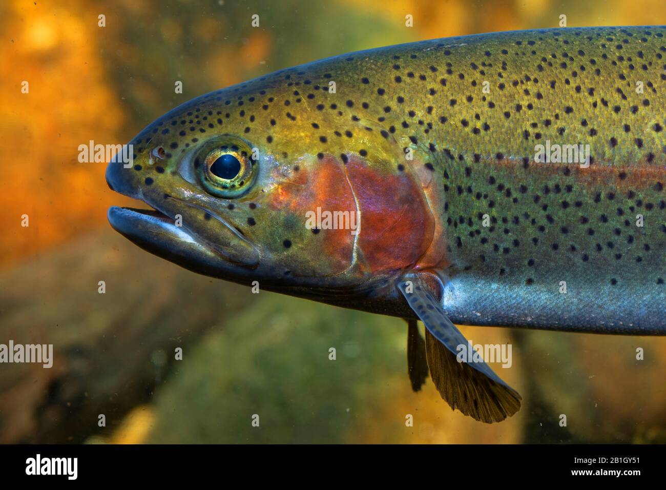 rainbow trout (Oncorhynchus mykiss, Salmo gairdneri), portrait, side view, Germany Stock Photo