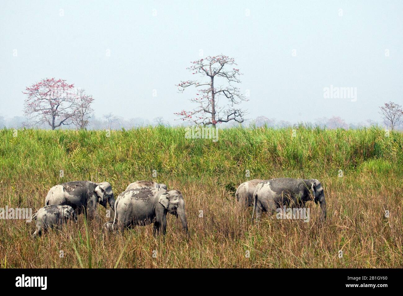 Indian elephant (Elephas maximus indicus, Elephas maximus bengalensis), grazing herd of elephants in reed, India, Kaziranga National Park Stock Photo