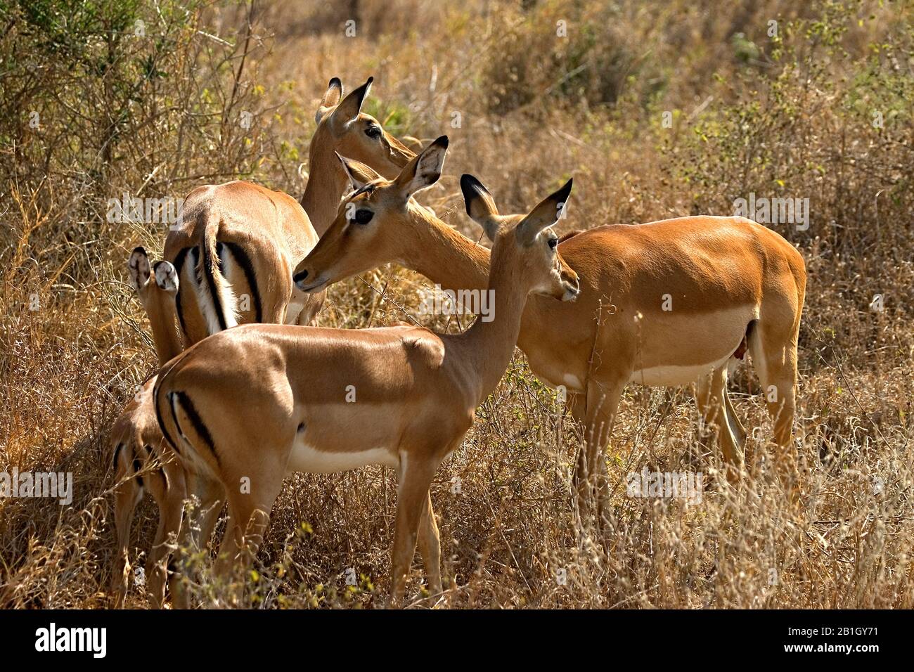 impala (Aepyceros melampus), three females with one young animal, Kenya Stock Photo
