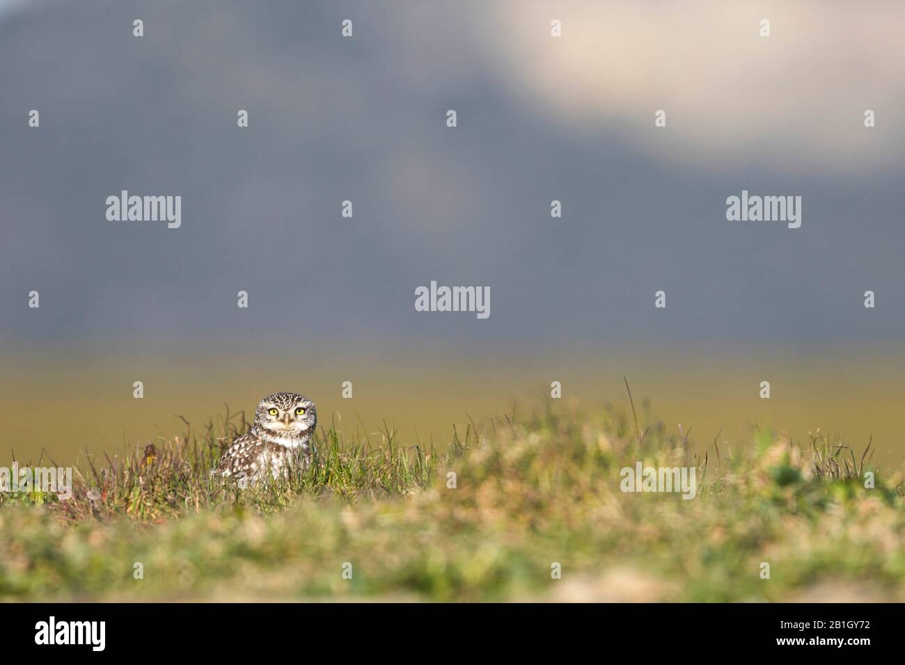 West European Little Owl (Athene noctua vidalii, Athene vidalii), male on the ground, Spain Stock Photo