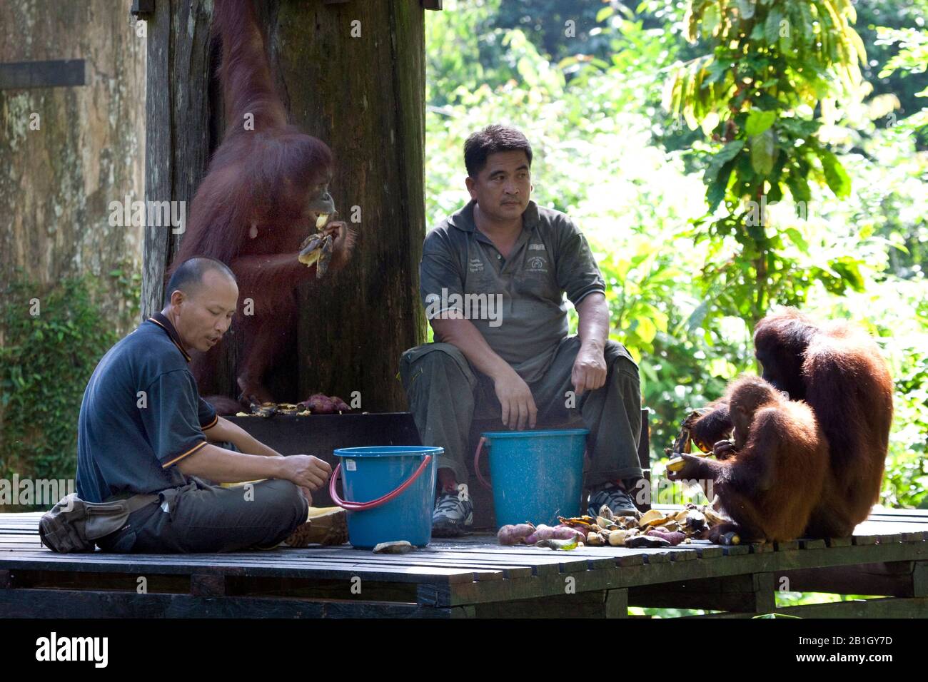 Bornean orangutan (Pongo pygmaeus pygmaeus), in Orangutan Rehabilitation Centre , Malaysia, Borneo, Sepilok Orangutan Rehabilitation Centre Stock Photo