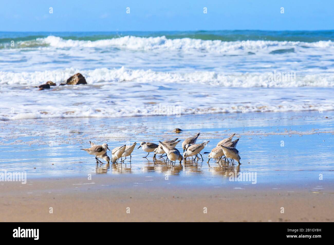 sanderling (Calidris alba), flock searching for food in the drift line on the beach, USA, California, Crystal Cove State Park Stock Photo
