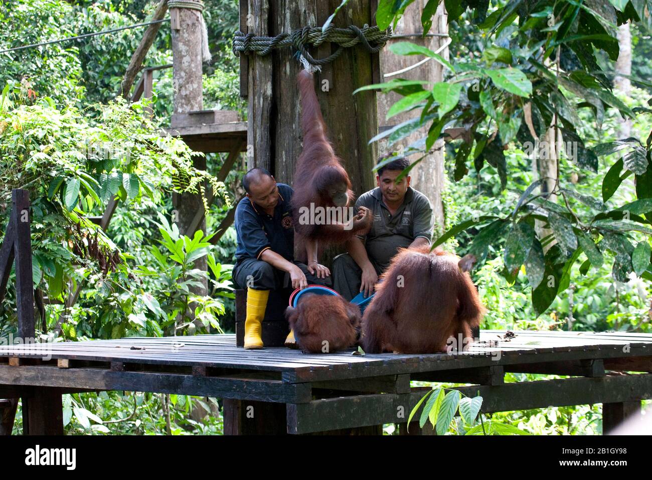 Bornean orangutan (Pongo pygmaeus pygmaeus), in Orangutan Rehabilitation Centre , Malaysia, Borneo, Sepilok Orangutan Rehabilitation Centre Stock Photo