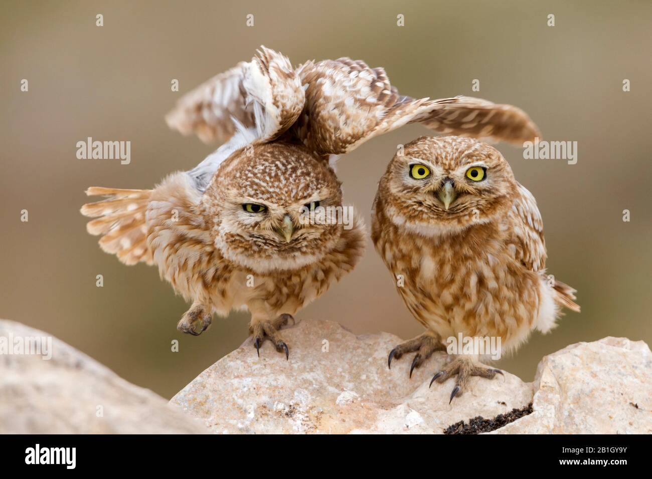 Saharian little owl (Athene noctua saharae, Athene saharae), pair on a rock, Morocco Stock Photo
