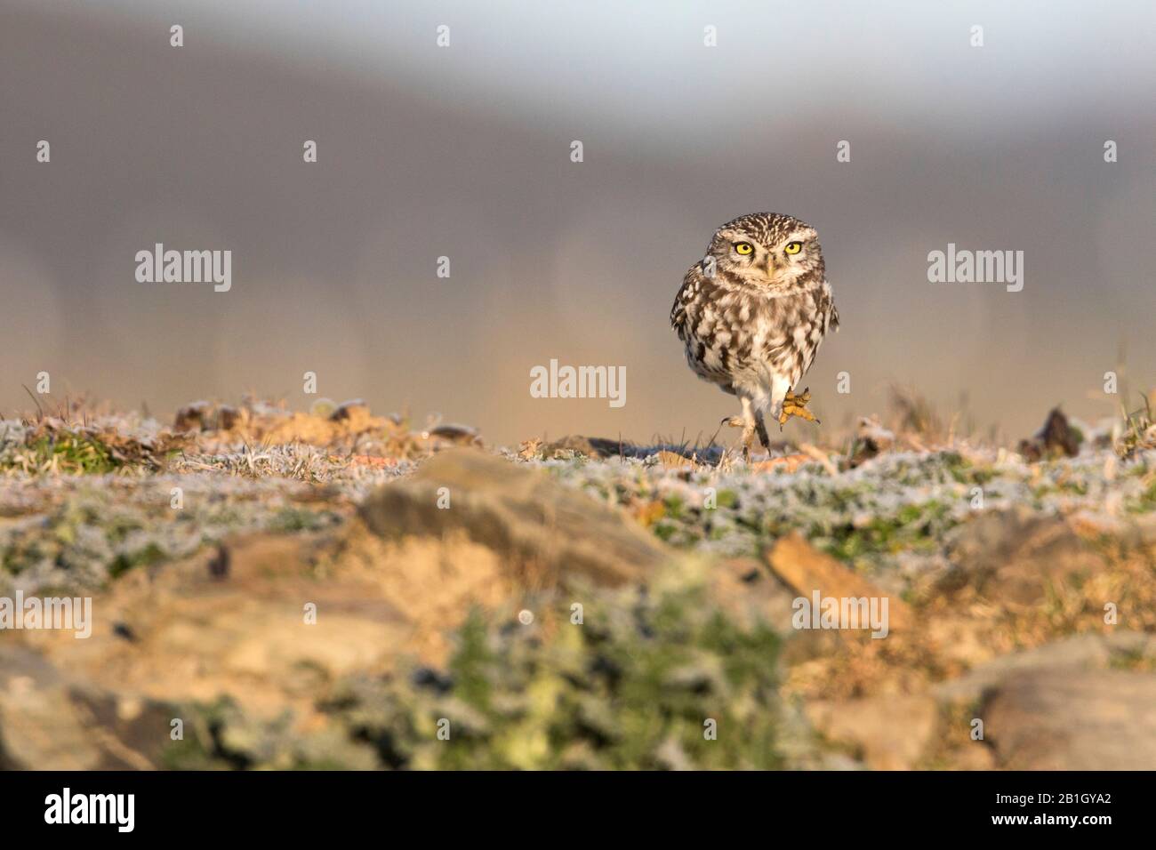 West European Little Owl (Athene noctua vidalii, Athene vidalii), on the ground, Spain Stock Photo