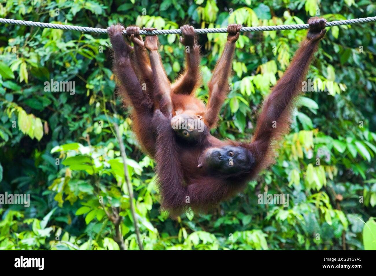 Bornean orangutan (Pongo pygmaeus pygmaeus), female with young, Malaysia, Borneo, Sepilok Orangutan Rehabilitation Centre Stock Photo