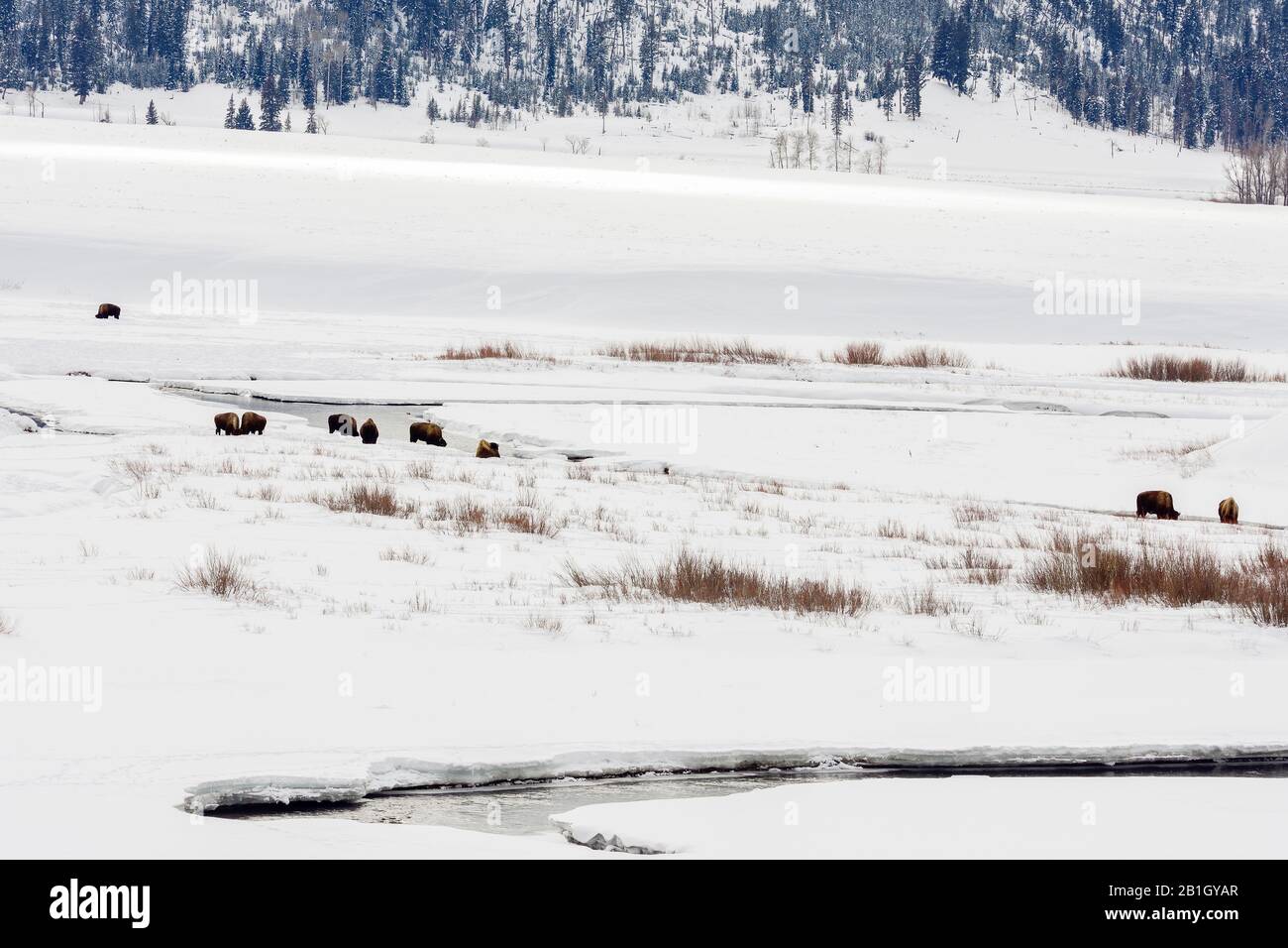 American bison, buffalo (Bison bison), herd in Lamar Valley at the Yellowstone National Park, USA, Wyoming, Yellowstone National Park, Lamar Valley Stock Photo