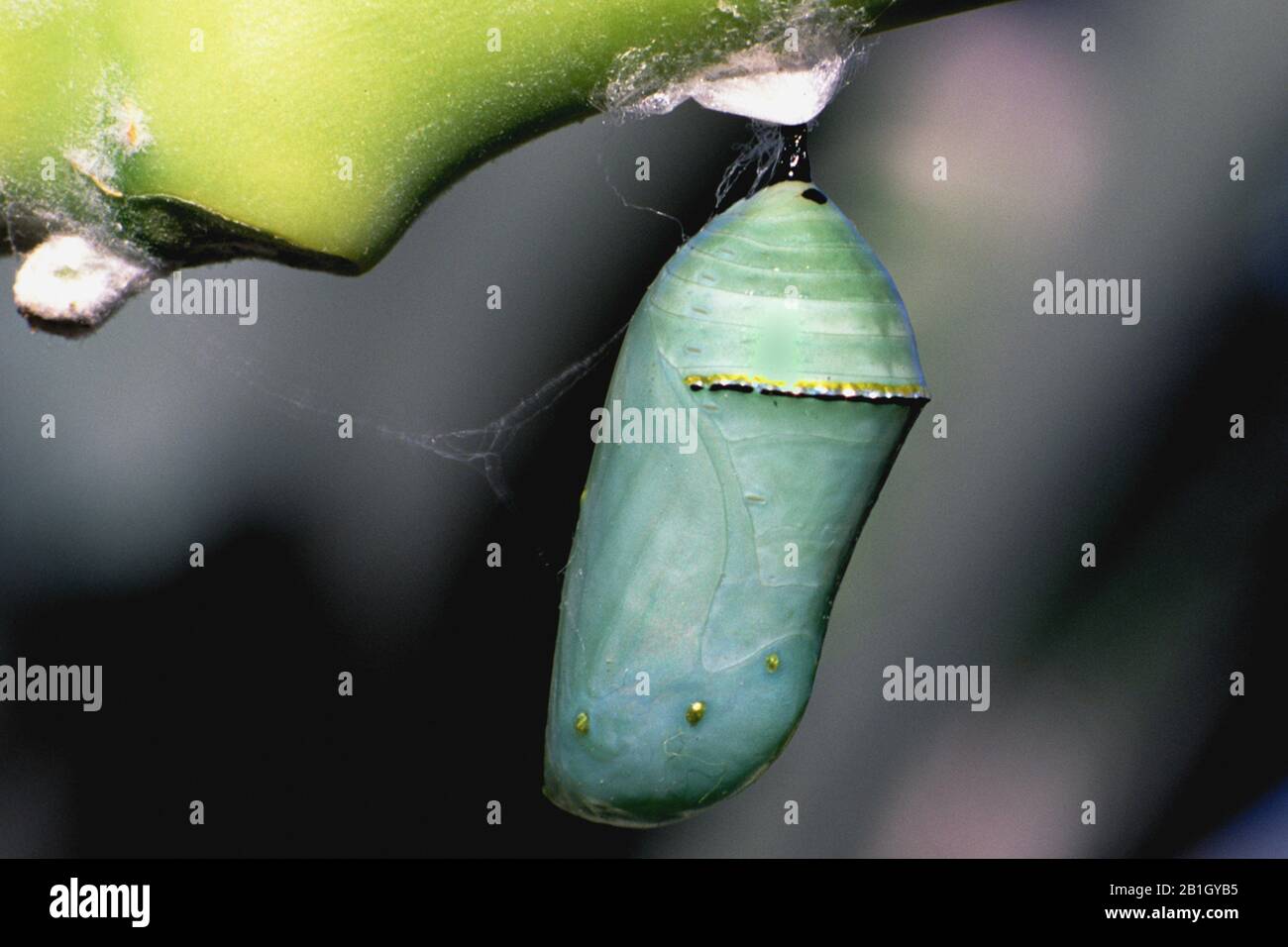 monarch butterfly, milkweed (Danaus plexippus), butterfly pupa, side view, Netherlands Antilles, Curacao Stock Photo