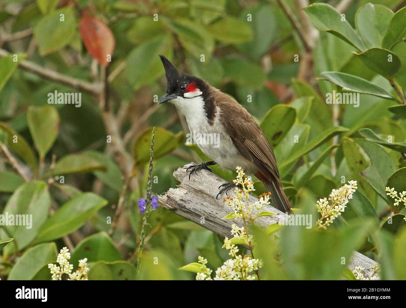 Red-whiskered Bulbul (Pycnonotus jocosus) adult perched on dead branchl, introduced species  Mauritius                   November Stock Photo