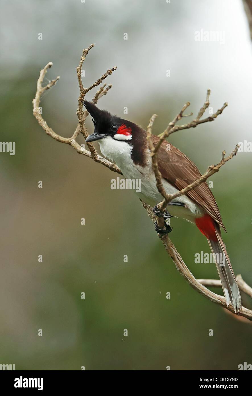 Red-whiskered Bulbul (Pycnonotus jocosus) adult perched on dead branch, introduced species  Mauritius                   November Stock Photo