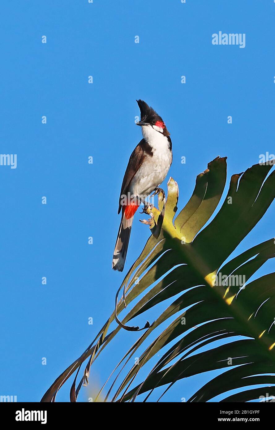 Red-whiskered Bulbul (Pycnonotus jocosus) adult perched on top of leaf, introduced species  Mauritius                   November Stock Photo