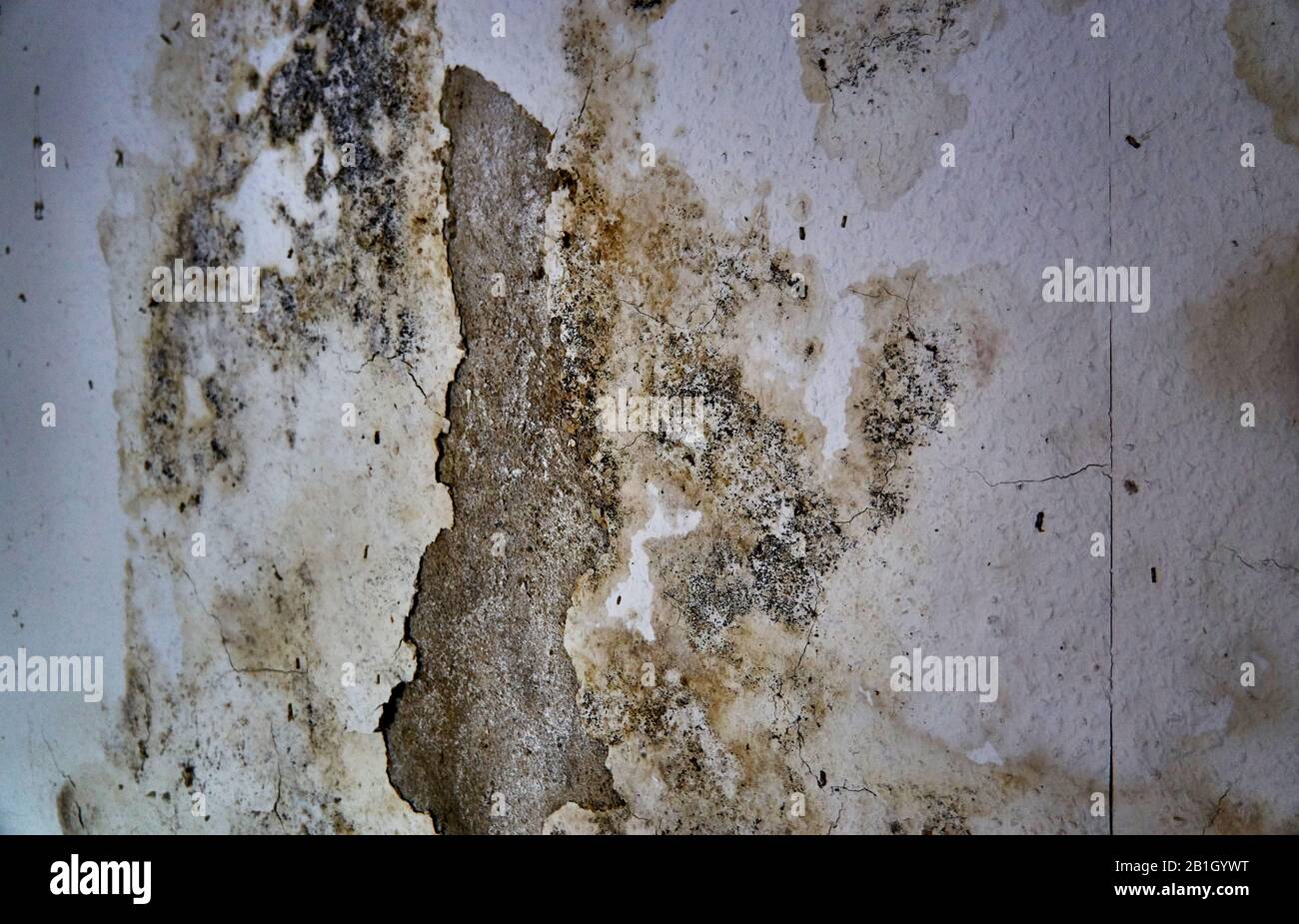 White Stuff On Basement Walls