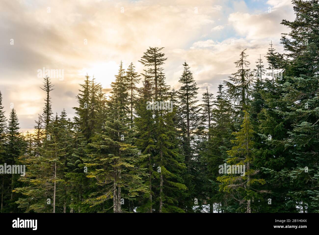 Beautiful winter view of a sunset with huge pine trees at Grouse Mountain in Vancouver, British Columbia, Canada. Stock Photo
