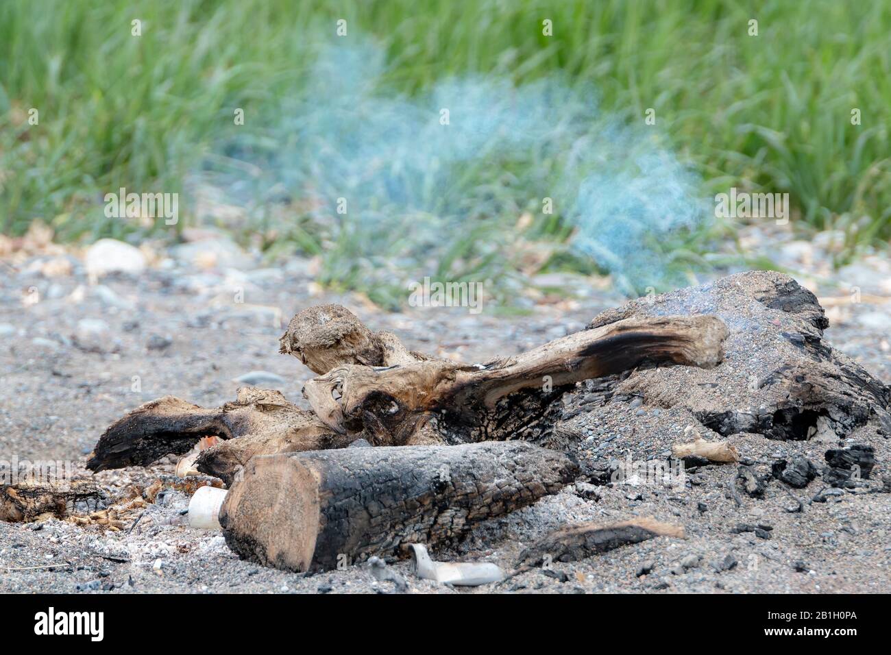 A small amount of smoke from a sand covered beach fire. Burnt and charred driftwood left from the fire. Grass in the background. Stock Photo