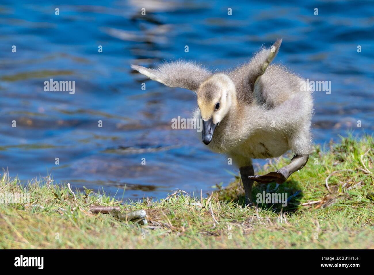A closeup of a young baby Canada Goose trying unsuccessfully to fly. He is on grass, and blue water is in the background. Stock Photo