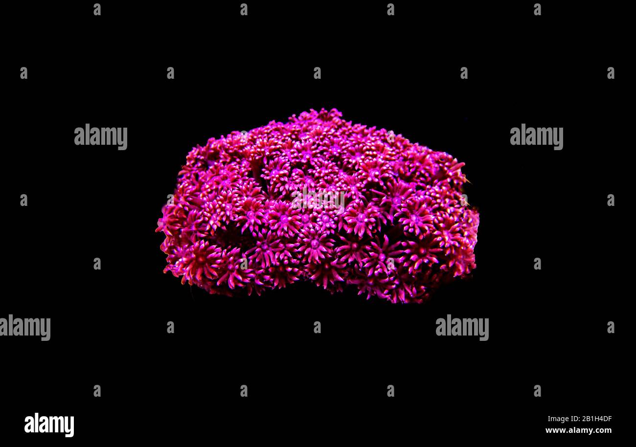 Flower Pot LPS Coral - (Goniopora sp.) Stock Photo