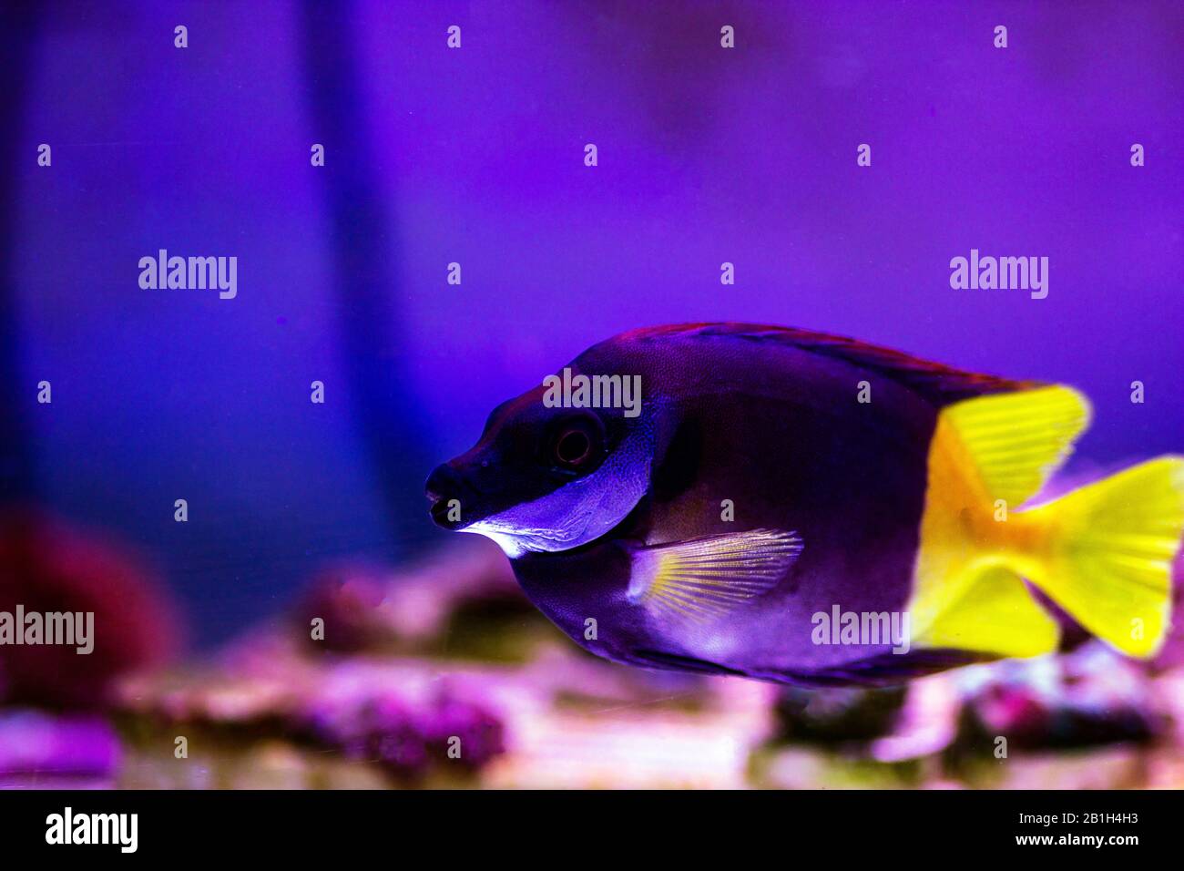 Bicolored foxface rabbitfish - (Siganus uspi) Stock Photo