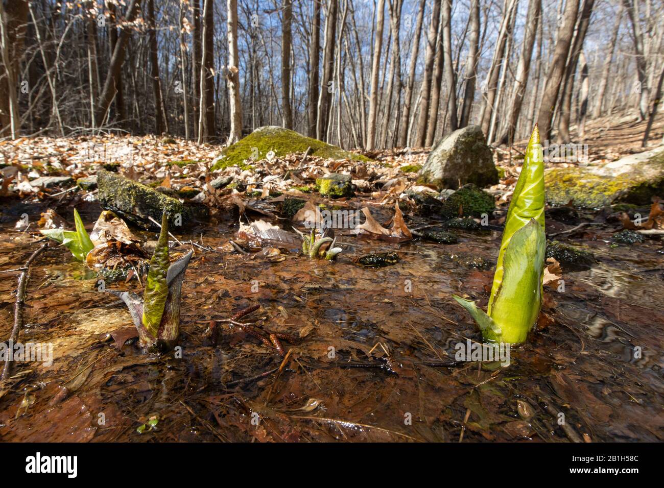 First skunk cabbage shoots of spring - Symplocarpus foetidus Stock Photo