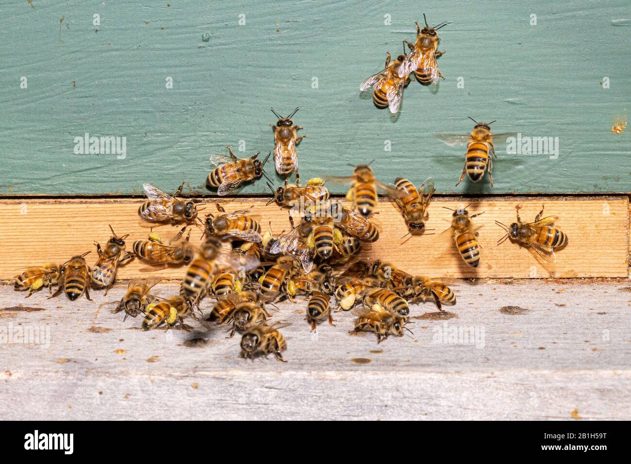Urban Honeybee Colony Apis Mellifera Stock Photo Alamy