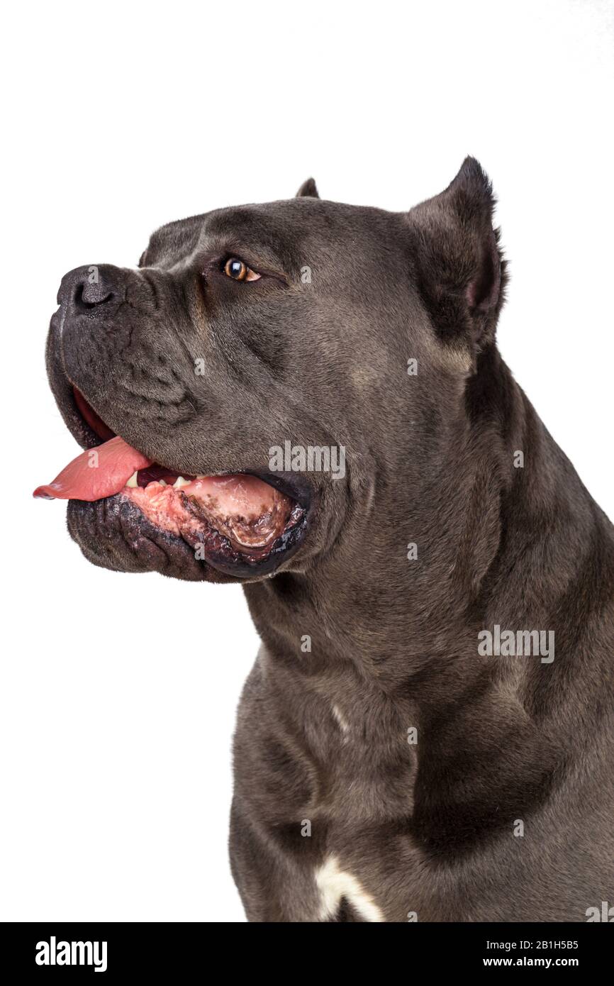 cane corso fighting dog