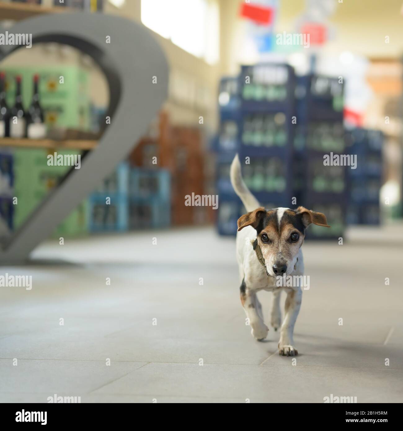 small dog in shopping market cute little Jack Russell terrier, 13