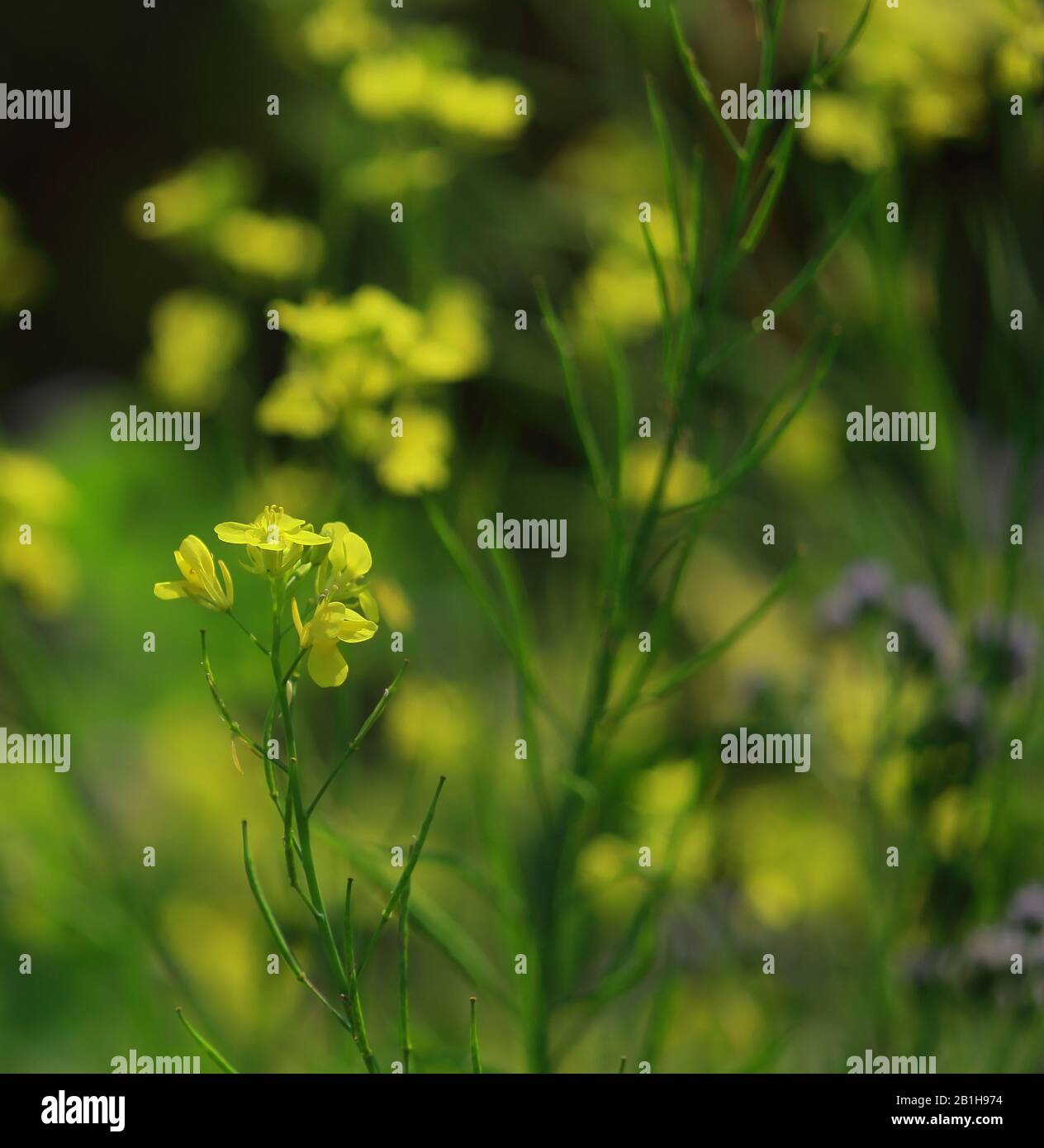 flowers of  indian mustard or oriental mustard (brassica juncea) in the field, countryside of west bengal, india Stock Photo