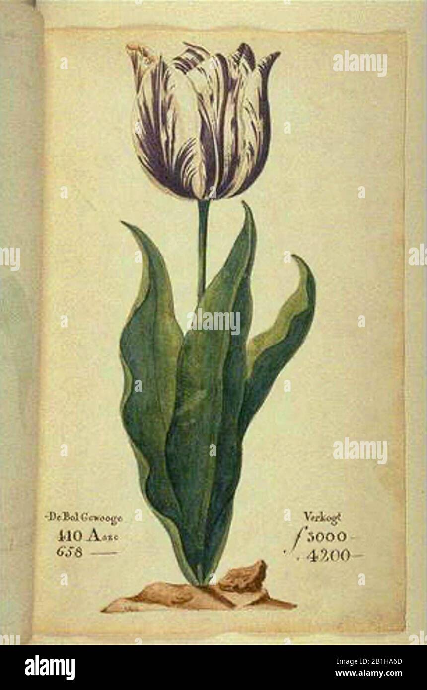 Tulip mania 1637 hires stock photography and images Alamy
