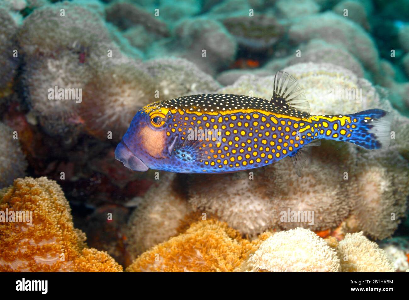 Spotted Boxfish, or Trunkfish, Ostracion meleagris. Tulamben, Bali, Indonesia. Bali Sea, Indian Ocean Stock Photo