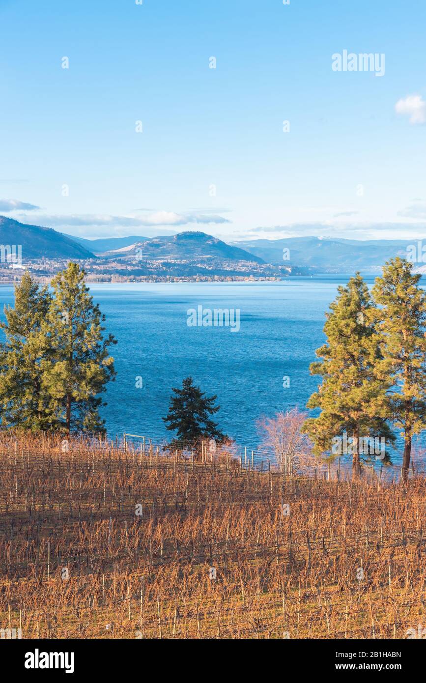 Autumn vineyard and pine trees with view of Okanagan Lake, mountains