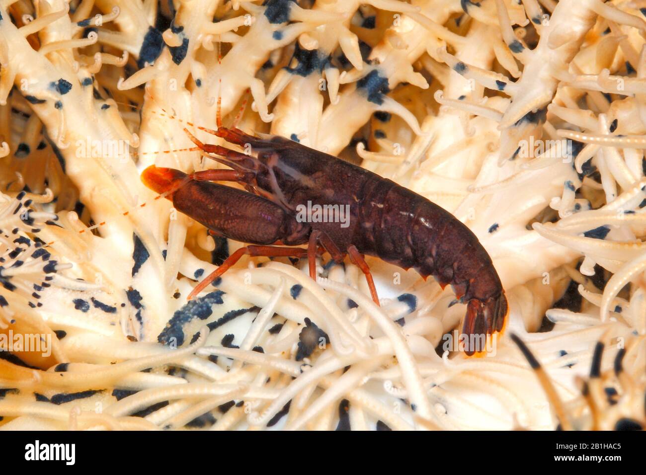 Crinoid Snapping Shrimp, Synalpheus stimpsoni, living underneath a crinoid, or featherstar. Previously Synalpheus striatus.Tulamben, Bali, Indonesia. Stock Photo