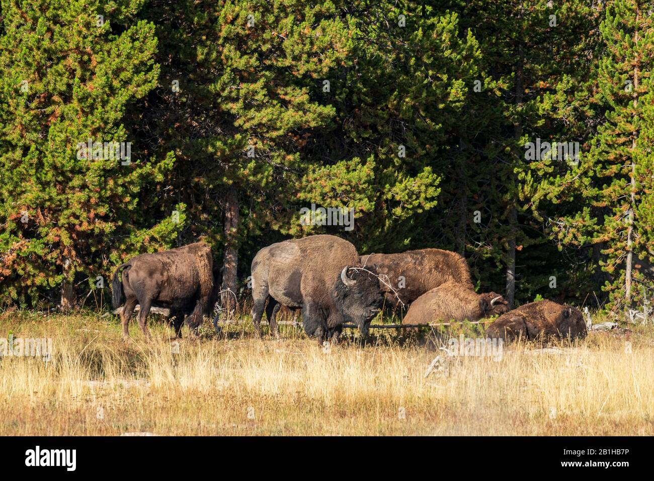 Buffalo herd near green pine trees in golden grassy field. Stock Photo