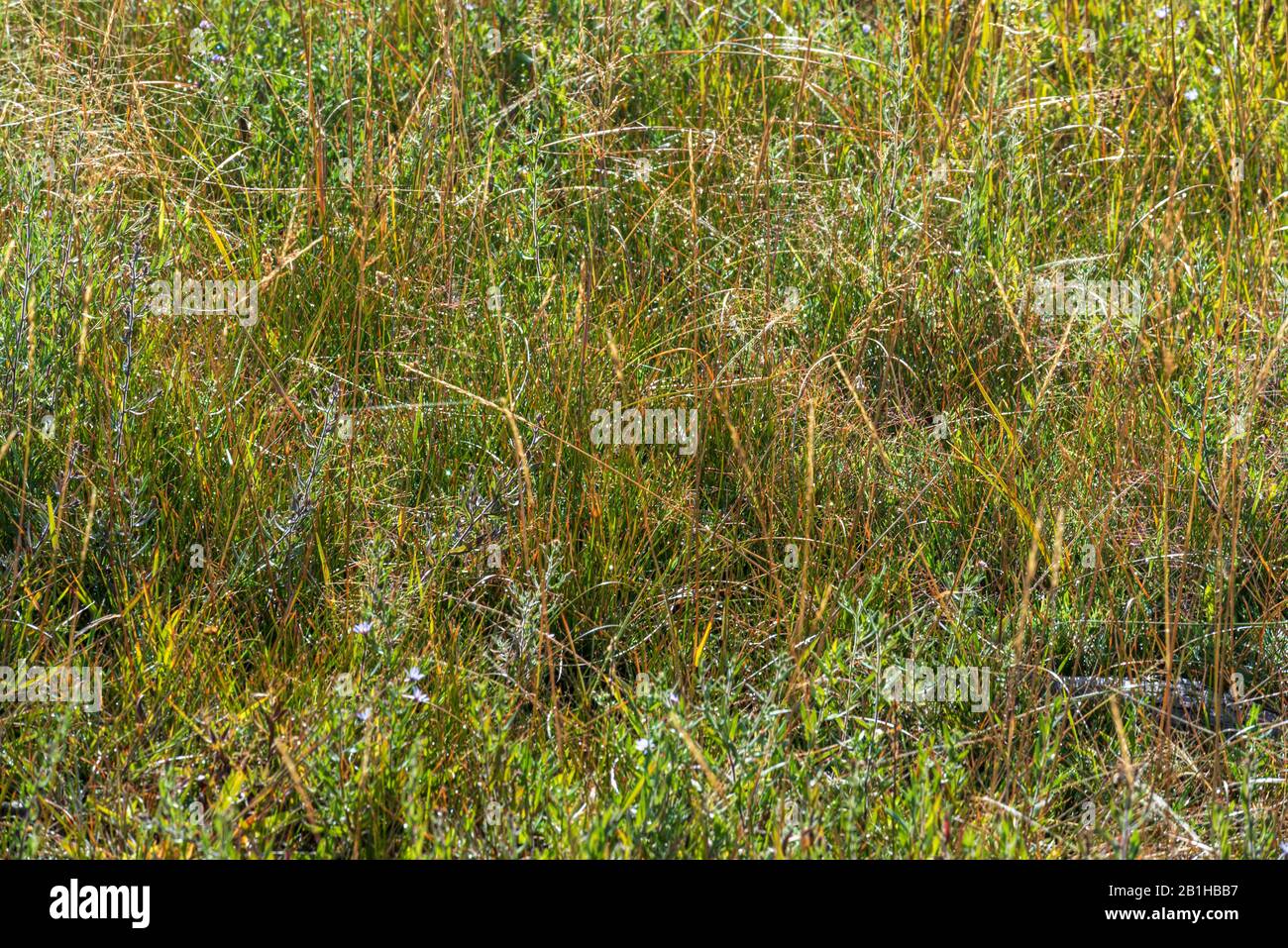 Field grass hi-res stock photography and images - Alamy