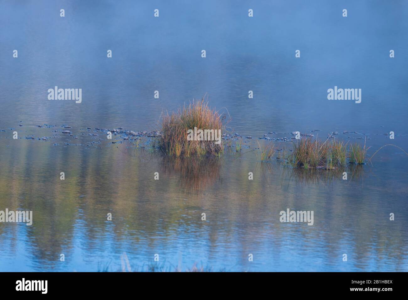 Peaceful calm water with mist and clumps of grass reflecting green trees and blue sky. Peaceful environment. Stock Photo