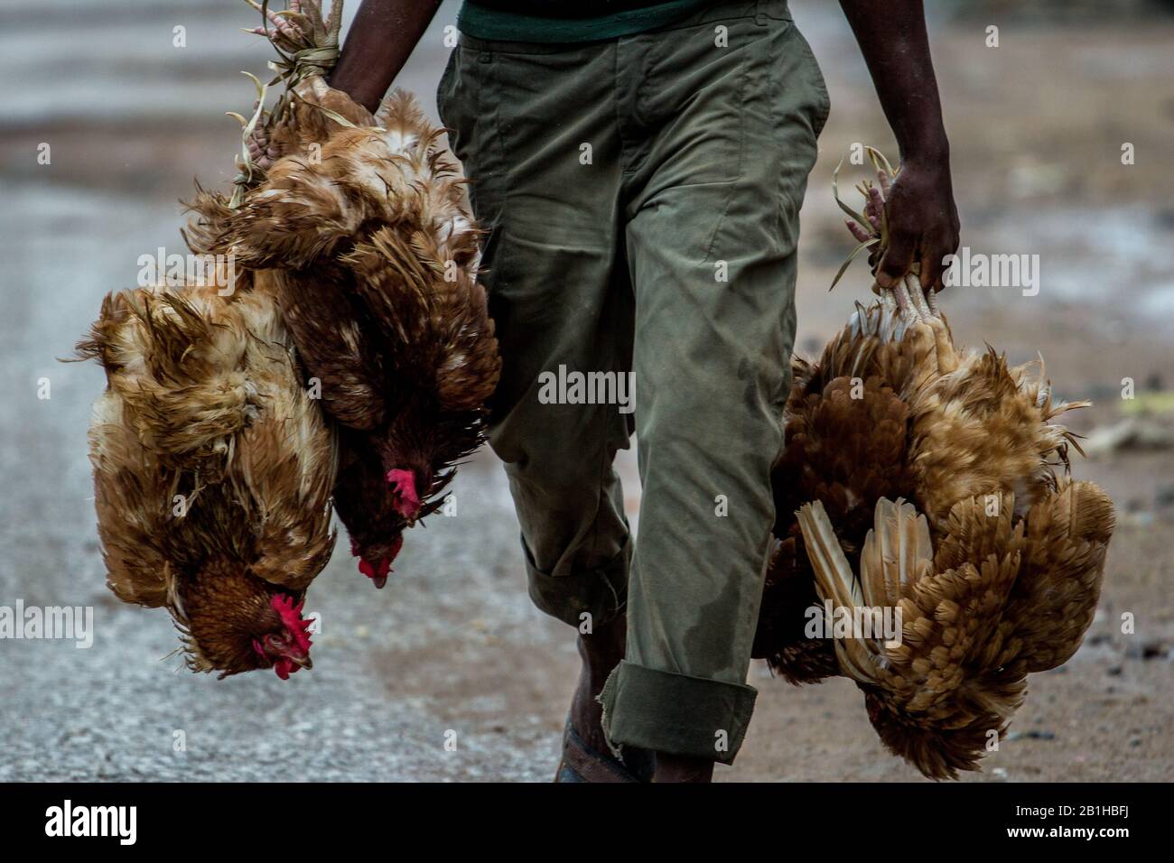 Live chicken being hawked on the streets of Abuja during Christmas celebrations in Nigeria. Stock Photo