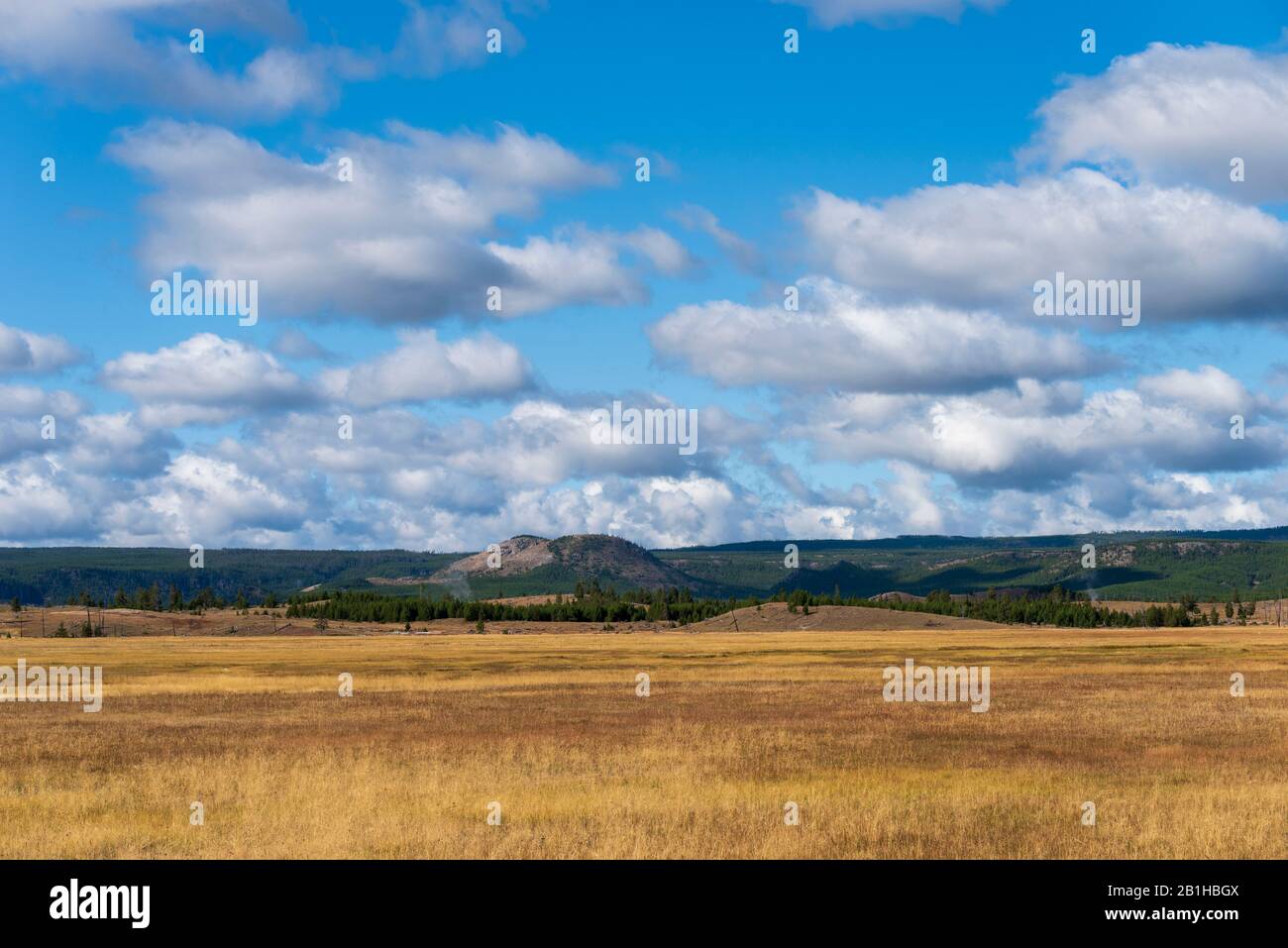 Golden grass fields with green forest and hills beyond under a peaceful bright blue sky with white fluffy clouds. Stock Photo
