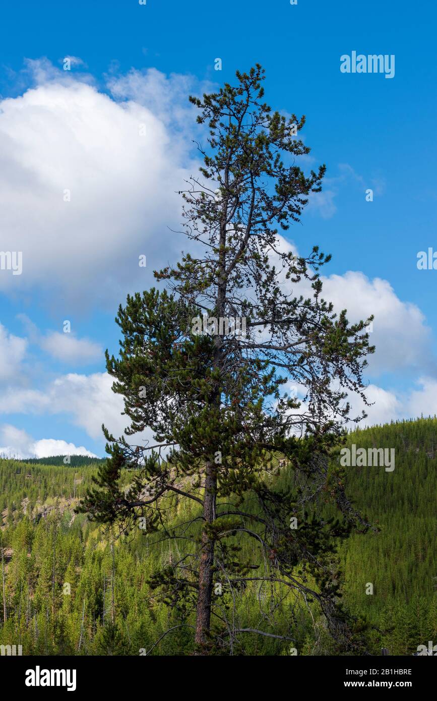 Single green pine tree against bright blue sky with white fluffy clouds and green forest below. Stock Photo