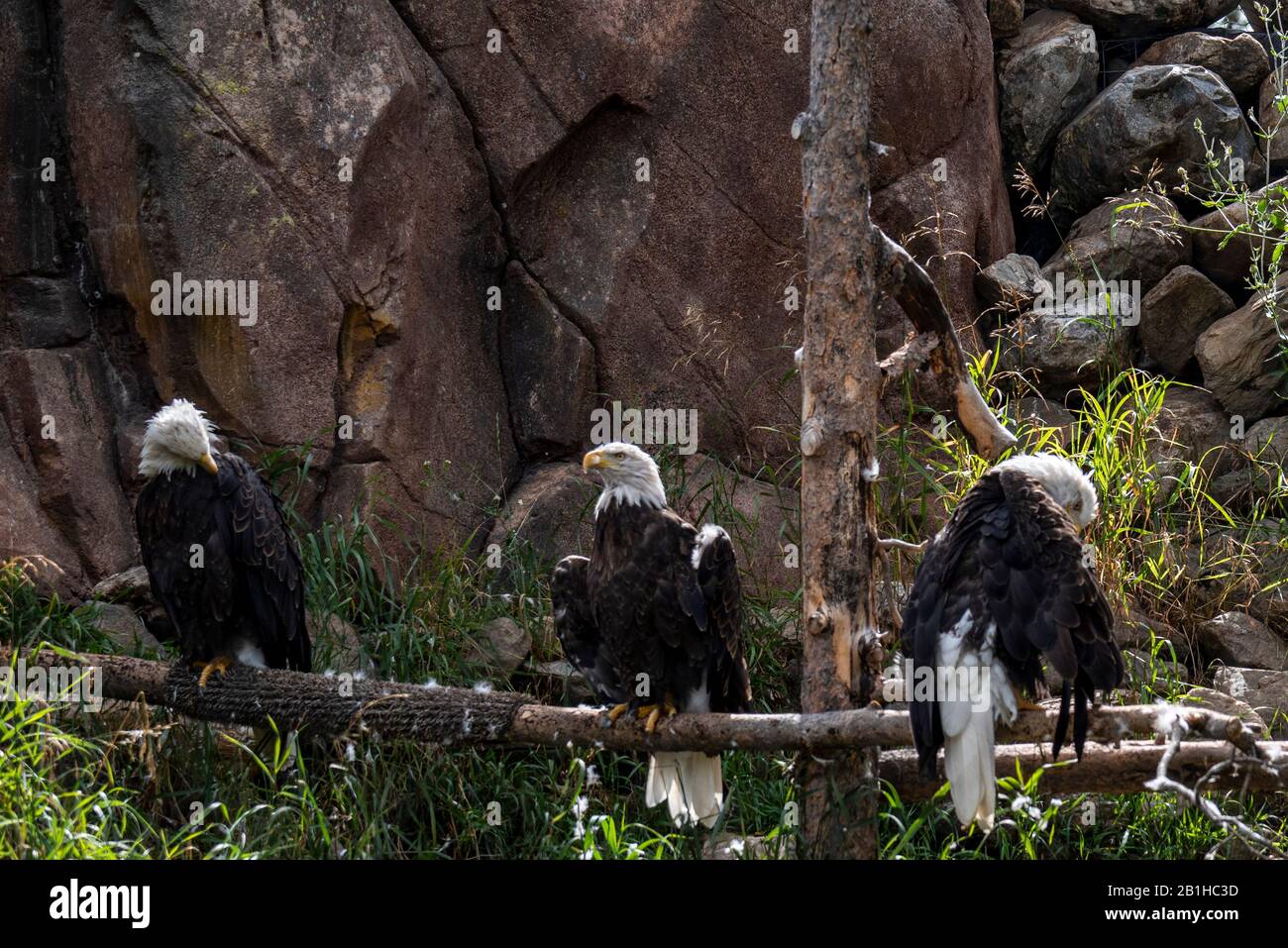 Three eagles setting on a branch. Stock Photo