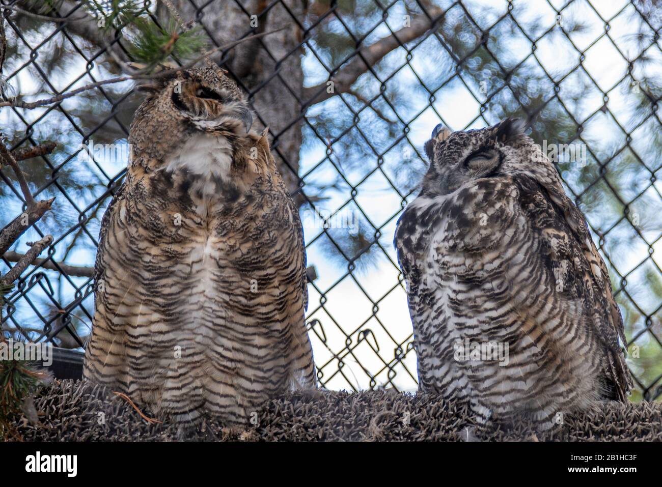 Captive wild owls Stock Photo