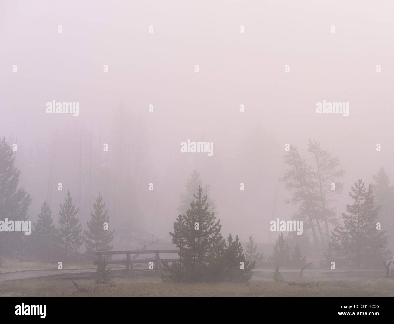 Pine trees and wood fence in dense morning fog. Stock Photo