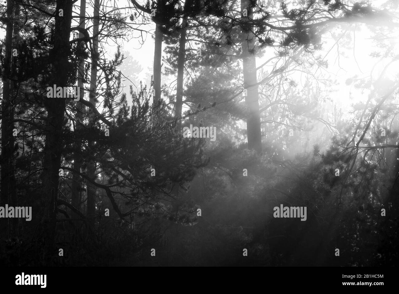 Warm sunlight Black and White Stock Photos & Images - Alamy