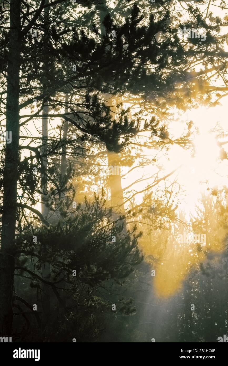 Glorious golden sunlight shinning through trees in the morning. Stock Photo