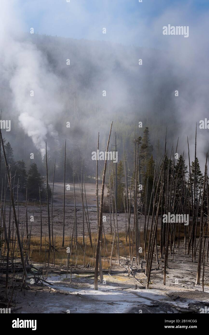 Dead forest with live forest beyond and geysers erupting spewing steam into the sky. Stock Photo