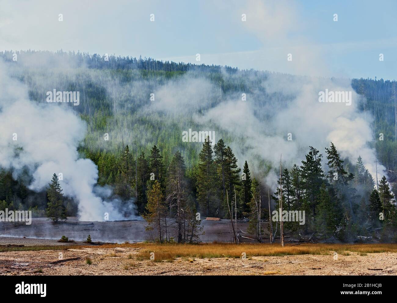 Clearing of dirt and brown grass with green trees, hot spring and forest beyond. Steam venting from geysers. Stock Photo