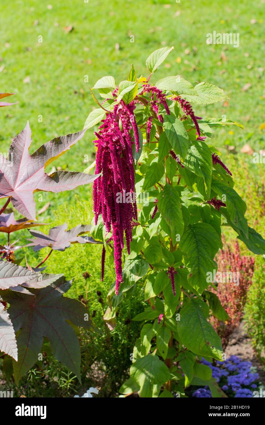 Amaranthus caudatus is a dark red flower, a natural annual amaranth bush with a blossom. Fresh natural plant, vertical Stock Photo