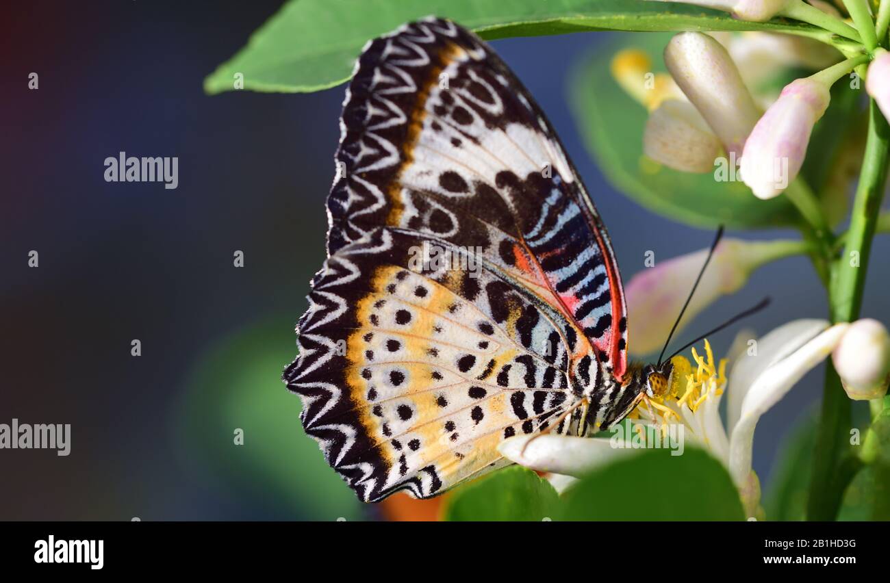 Close-up of a tropical butterfly on a blossom of the lemon tree named Cethosia cyane Stock Photo