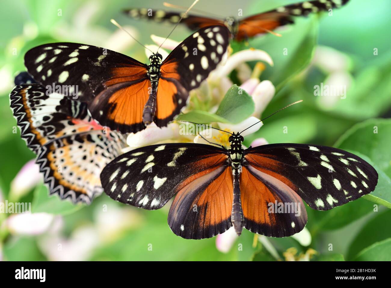 Several golden passion flower butterflies sit together on a small lemon